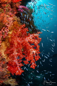 Underwater scene, Banda sea, Indonesia. by Filip Staes 